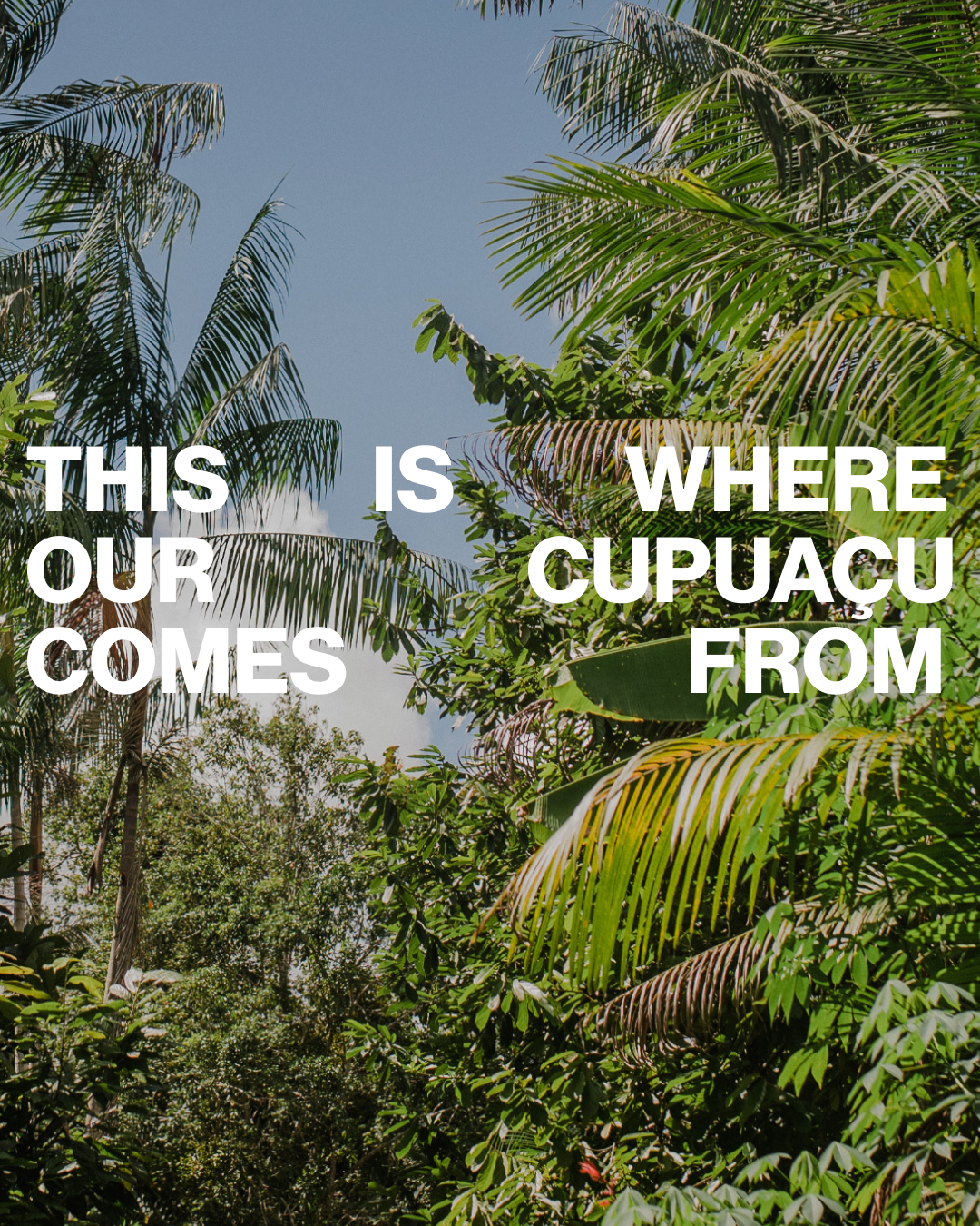 this is where our cupuacu comes from. an image showing a regenerative forest farm in brazil where cupuacu grows next to cacao, coconuts, bananas and acai. figa foods works with regenerative farms in brazil who use agroforestry practices
