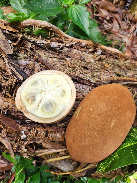 Lesser-Known Exotic Superfruits: Why Cupuaçu Is Primed to Be the Next Açaí