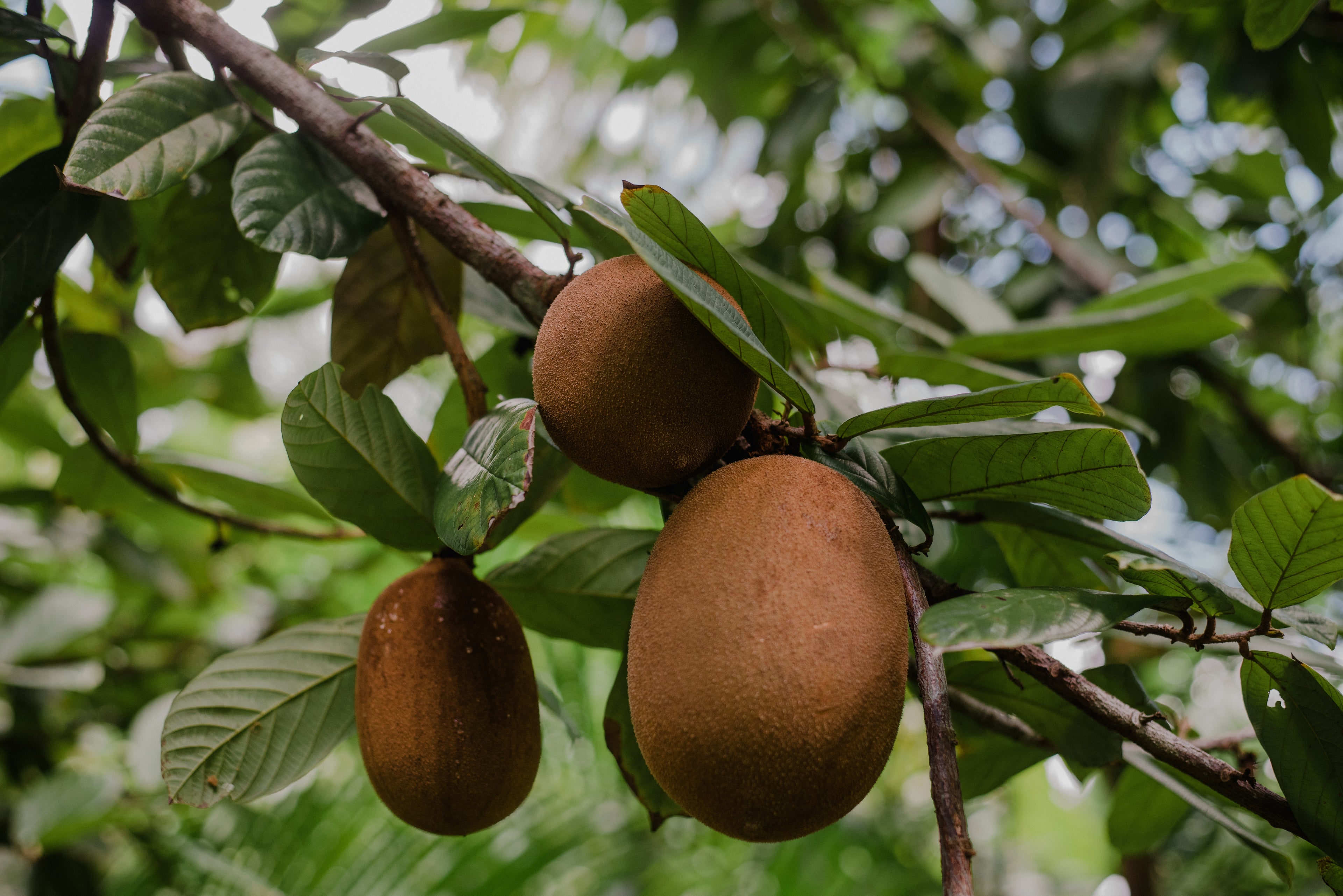 Cupuacu grows on trees next to cacao, acai, bananas and other tropical fruits. The cupuacu fruit and seeds used in figa foods bars grow in Brazil on regenerative farms. When the cupuacu is ripe it naturally falls off the tree. 